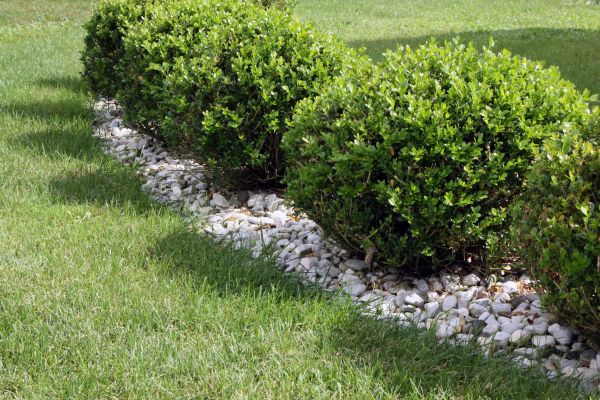 Boxwood Planting in Allen