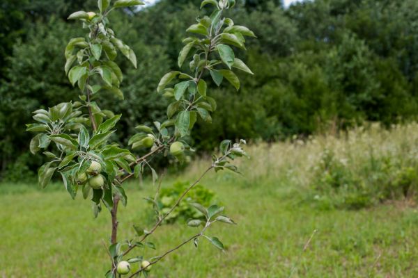 Apple Tree Planting in Allen