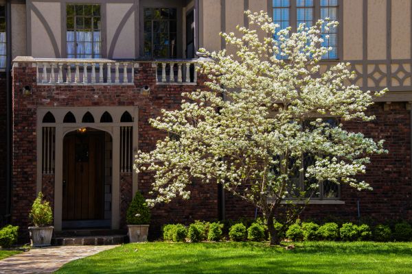 Dogwood Tree Planting in Allen